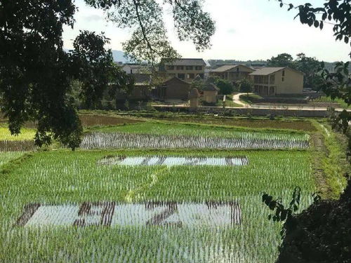 南雄寄心小院,含双人农家田园早餐 一家隐藏在稻田的民宿 寄心小院