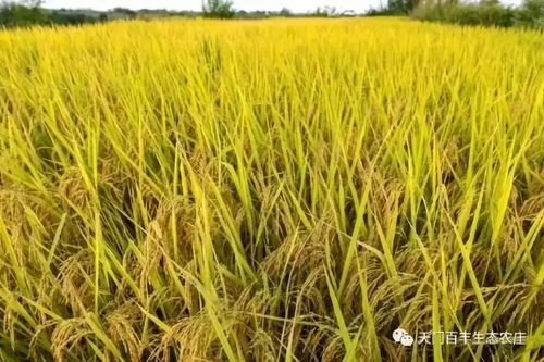 放大招 割水稻 摸鱼 采野菜...天门这个地方带你花式体验农家生活