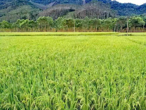 她卖掉公司,在100亩的稻田里搞事情