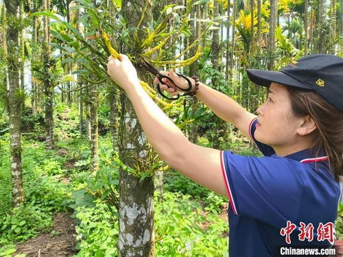 海南 新农人 返乡躬耕水稻试验田 用智慧科技为农业赋能