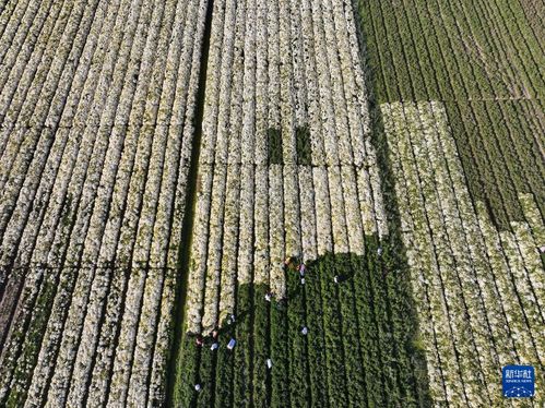 菊花の収获が最盛期に 江苏省射阳県