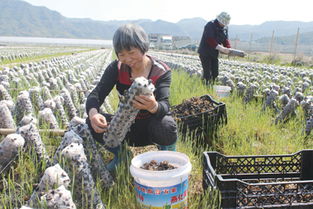 上洋 黑木耳喜获丰收