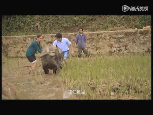 洋美女体验耕牛犁地 稻田抓鱼