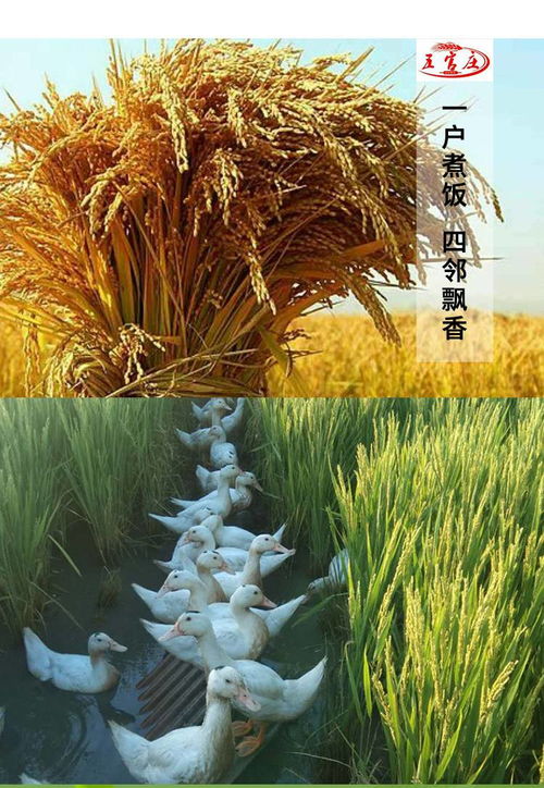 东北特产 长春松花江大米 五官庄 鸭田稻圆粒香大米布袋5kg新米 九台贡米 吉林大米