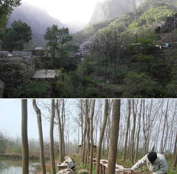 正品野生深山土蜂蜜蜂巢蜜天然农家峰糖蜜蜂王浆百花洋槐花新鲜