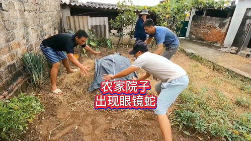 农家院子的稻草出现了晃动,村民掀开发现眼镜蛇,他们能抓住吗