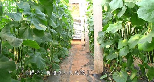9元一斤,亩产值超6万 这个瓜不愁卖,新手也能种