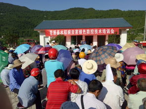 白桥镇 强化水稻绿色防控 确保农产品质量安全
