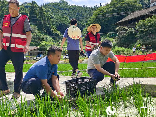 广西三江马坪村一水两用 稻田养螺致富农家