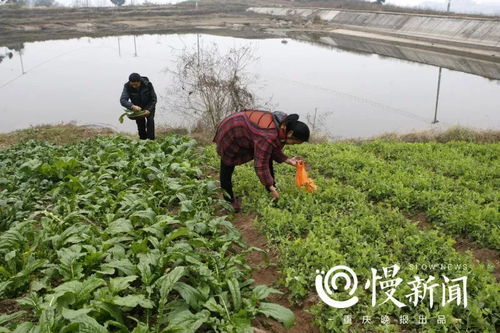可怜天下父母心 女儿病重想吃豌豆尖,父母奔波1700公里送到北京