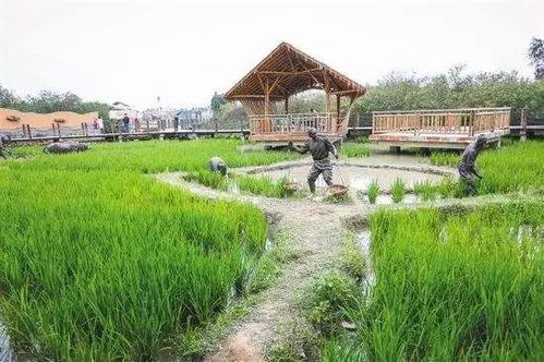 休闲农业就是农业 ,小小 十 号,学问可大了
