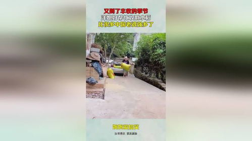 又到了丰收的季节,洋媳妇帮忙收割水稻,比很多中国老婆强多了