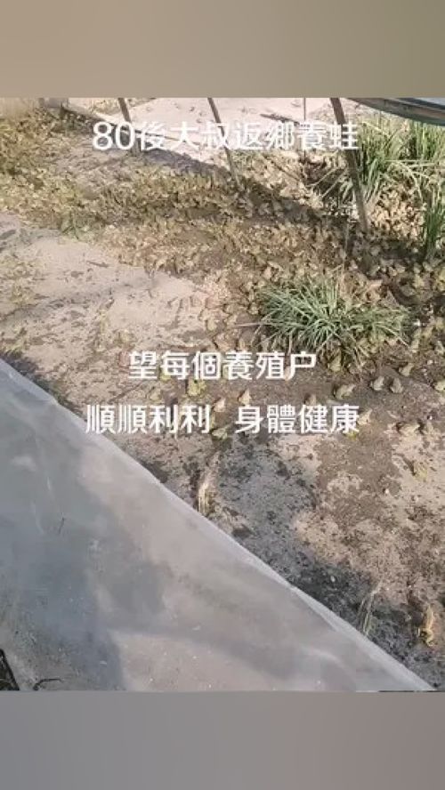 养殖户真不容易 青蛙 水产养殖 一线蛙农老何 江西早蛙联盟 稻蛙香家庭农场