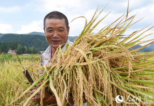 贵州松桃 金秋时节收谷忙