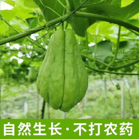 佛手瓜蔬菜新鲜贵州特产白玉洋瓜倭瓜丰收寿瓜农家自种瓜8斤