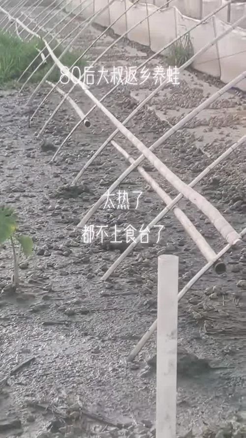 开启暴晒模式 青蛙 水产养殖 一线蛙农老何 稻蛙香家庭农场 江西早蛙联盟