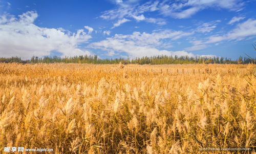 麦田稻田麦穗稻穗图片摄影图