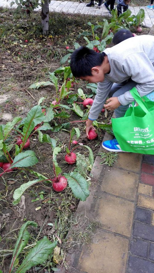 收割京西稻 做腌菜,还有农家饭 海淀上庄精灵农庄这个活动,等您组团参加