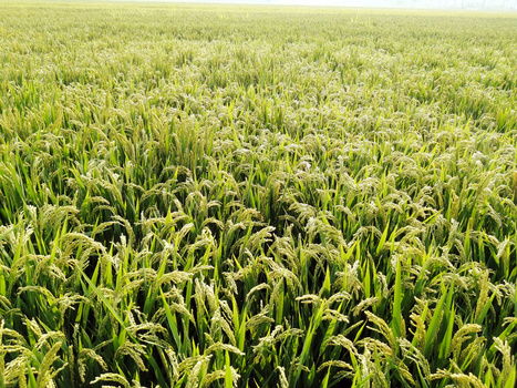 田园背景图片大全 田园背景素材下载 熊猫办公