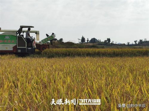 平坝区 三物共生 让稻田收入翻几番