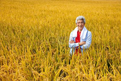 秋天农民丰收水稻