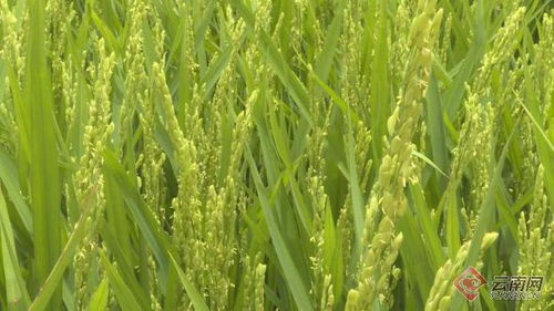 云南景东水稻抽穗 赶花忙