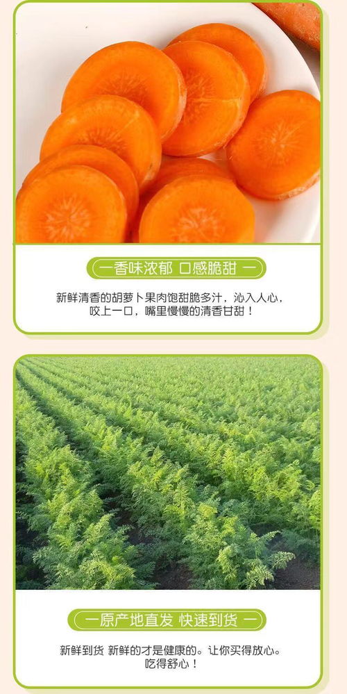 河南特产多规格装 新品上市新胡萝卜农家现挖新鲜蔬菜
