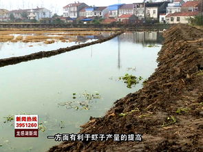 洋湖以学促行推进虾稻绿色高效模式新发展