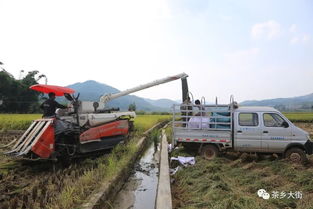 金秋水稻喜迎丰收,产业联结助推脱贫