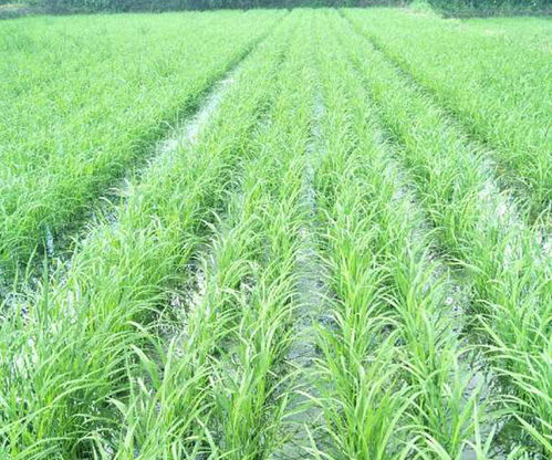 便携式水稻播种机厂家 荆门诚播农业公司 江苏播种机厂家