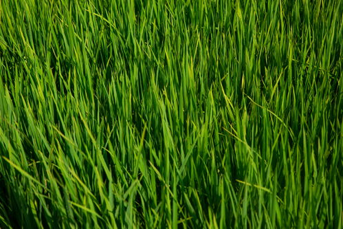 禾苗稻田夏季风景图摄影图 摄影