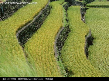 梯田上成熟的一片片水稻图片免费下载 编号1192981 红动网