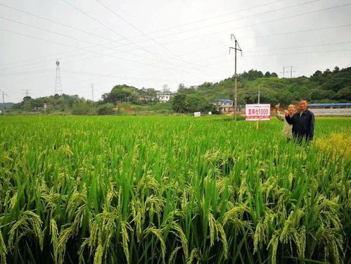 信阳市供销集团举办 袁两优1000 超级稻交流会