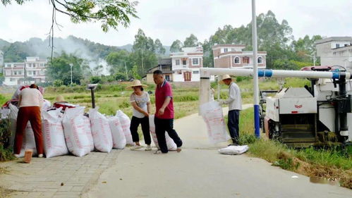 倒水镇 早稻迎丰收 农家收稻忙