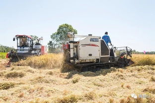 金色丰收节,农家收稻忙,还记得小时候割稻子的时光吗