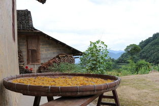 丹水农夫探寻土家山寨山野美食 阳荷