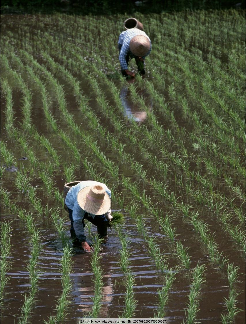 农民插秧图片