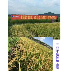 上海叶面肥 拜农中药叶面肥 水稻叶面肥厂家