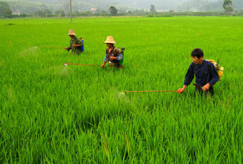 东北粮仓调查:化肥用量逐年增加危及粮食安全_农业宏观经济_新浪财经_新浪网