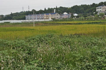 金黄色的水稻田图片素材下载 农林渔牧素材下的麦田稻田图片素材