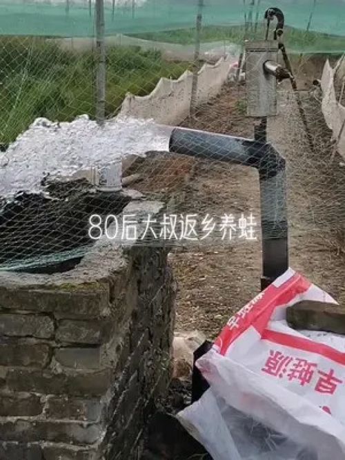 美好的一天 水产养殖 高密度养殖 江西早蛙联盟 青蛙 养蛙人加油 青蛙养殖 一线蛙农老何 稻蛙香家庭农场