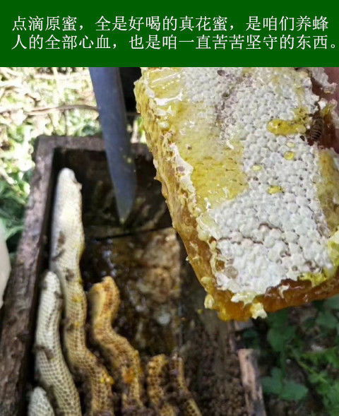 土蜂蜜正品蜂巢蜜天然农家峰糖野生深山蜜蜂王浆百花洋槐花新鲜
