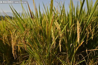 稻洋农家：稻穗摄影的艺术与情怀