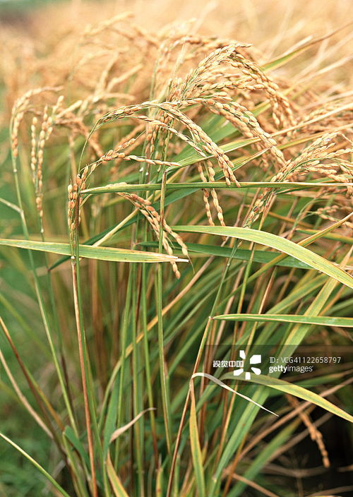 稻洋农家 镜头下的田园诗篇