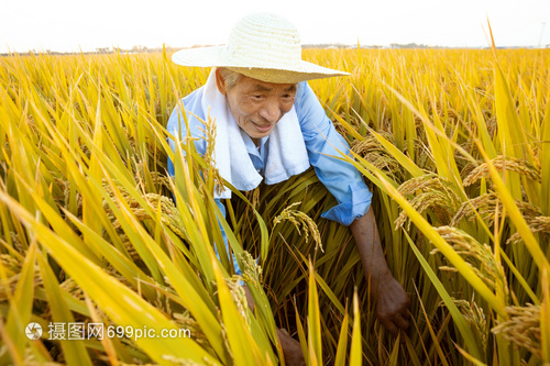稻香农家 镰刀下的丰收喜悦