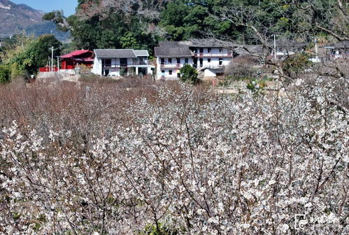 进入盛放期，快来福州赏雪稻洋农家