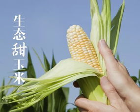 联洋邻居共享稻洋农家生态甜玉米