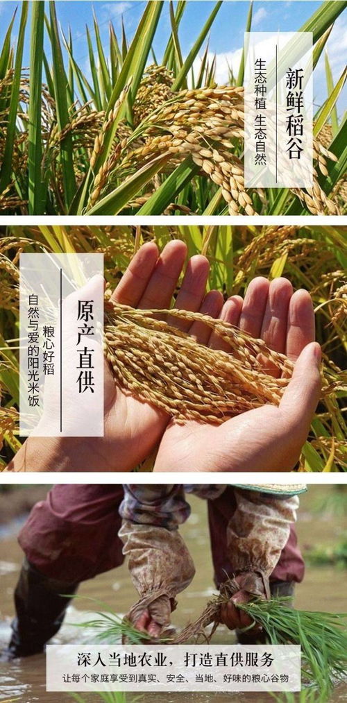 十里谷香崇明大米 自然农法下的软香珍珠米