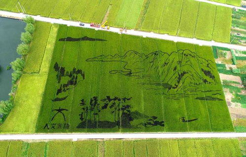 国庆乡村游新玩法 稻洋农家的别样打开方式