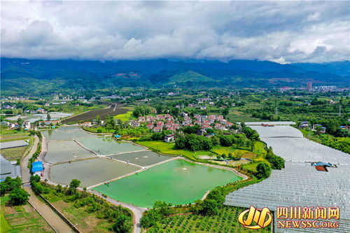 广安初秋时节，稻洋农家绘就如画大地